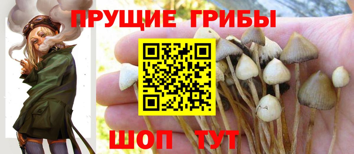 Псилоцибиновые грибы Psilocybe  Псилоцибиновые грибы GOLDEN TEACHER  Бор 